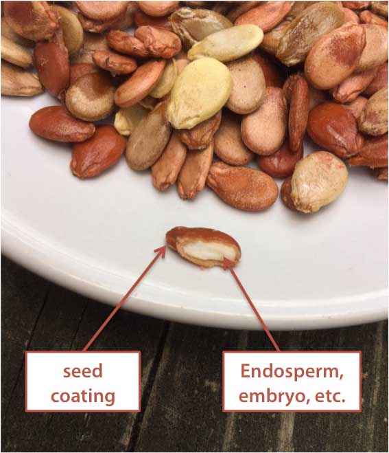 Can you eat watermelon seeds? Tyrant Farms